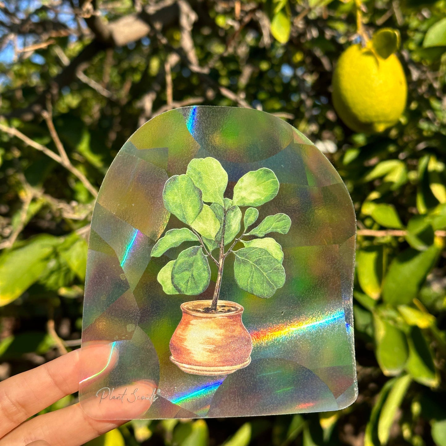 Suncatcher Window Decal Sticker Crystal - Fiddle Fig