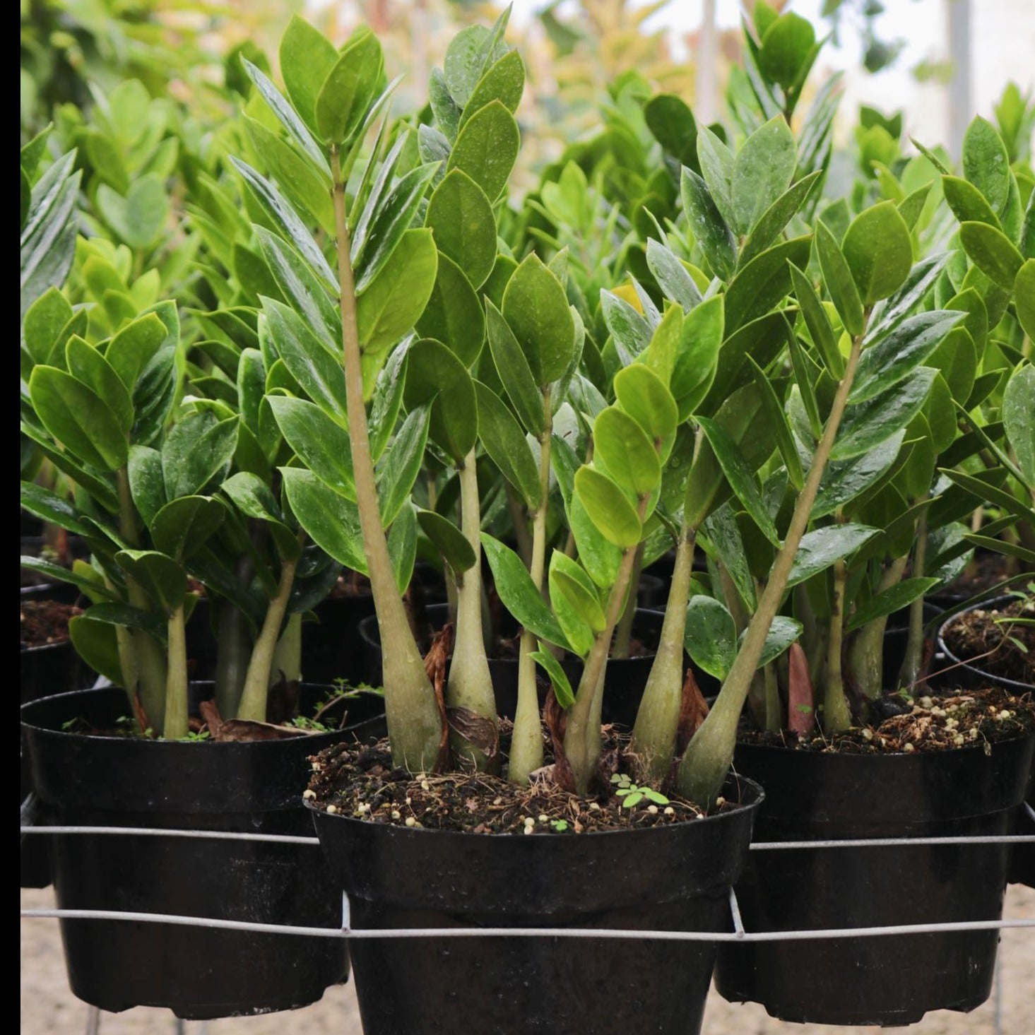 zenzi zz plants Zamioculcas zamiifolia, "Zenzi" – Mari's Gardens