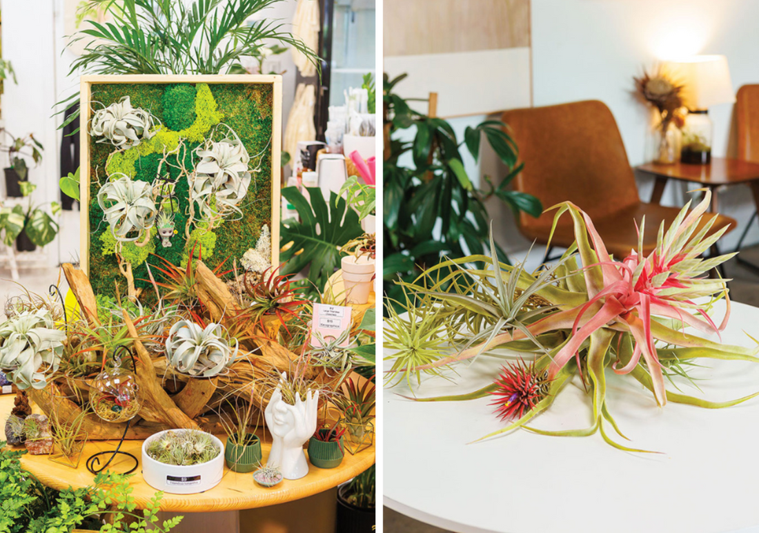 Hawaii Home + Remodeling Magazine: Air Plants are Living Décor