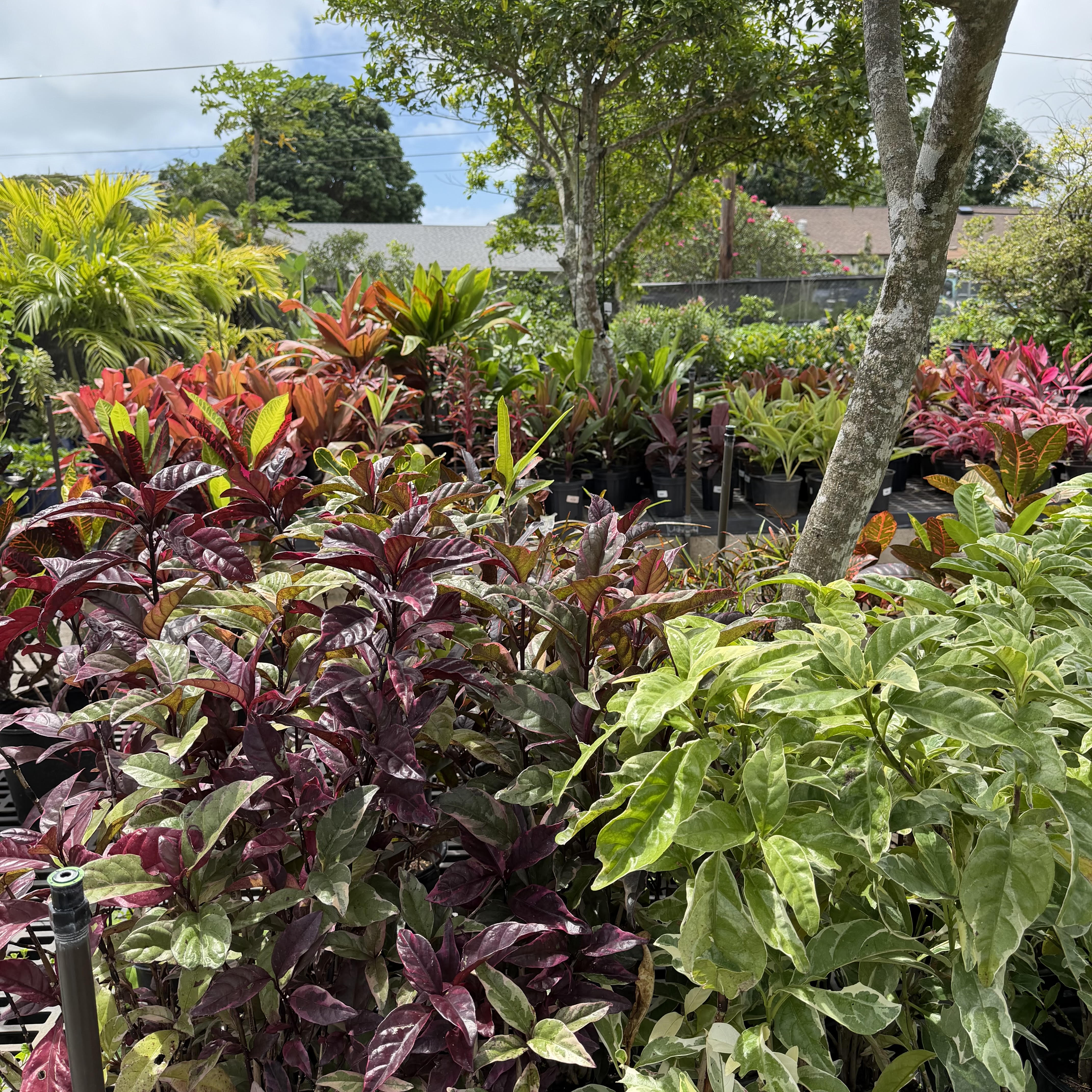 Full Sun Plants – Mari's Gardens