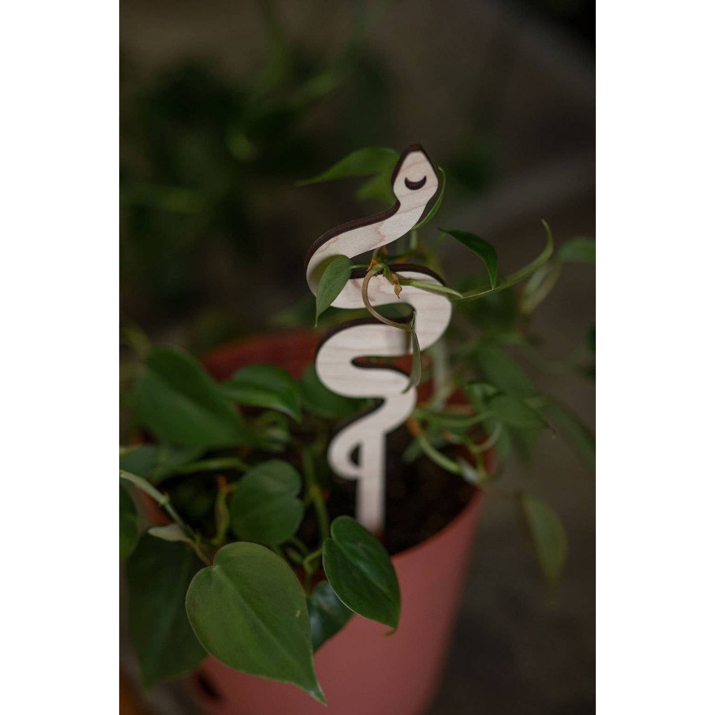 Snake Plant Trellis