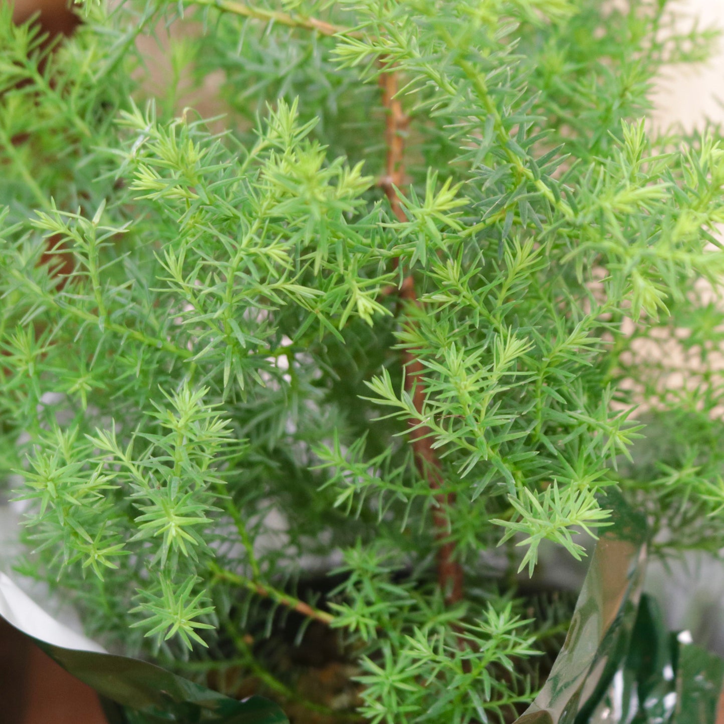 Pinus thunbergii, "Nishi Pine"