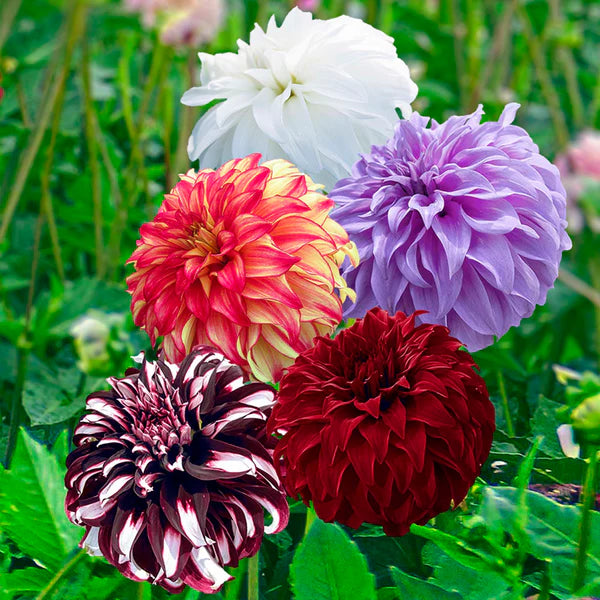 Dahlia seeds, "Pacific Giant Blend"