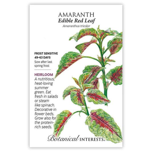 Amaranth seeds, "Edible Red Leaf"