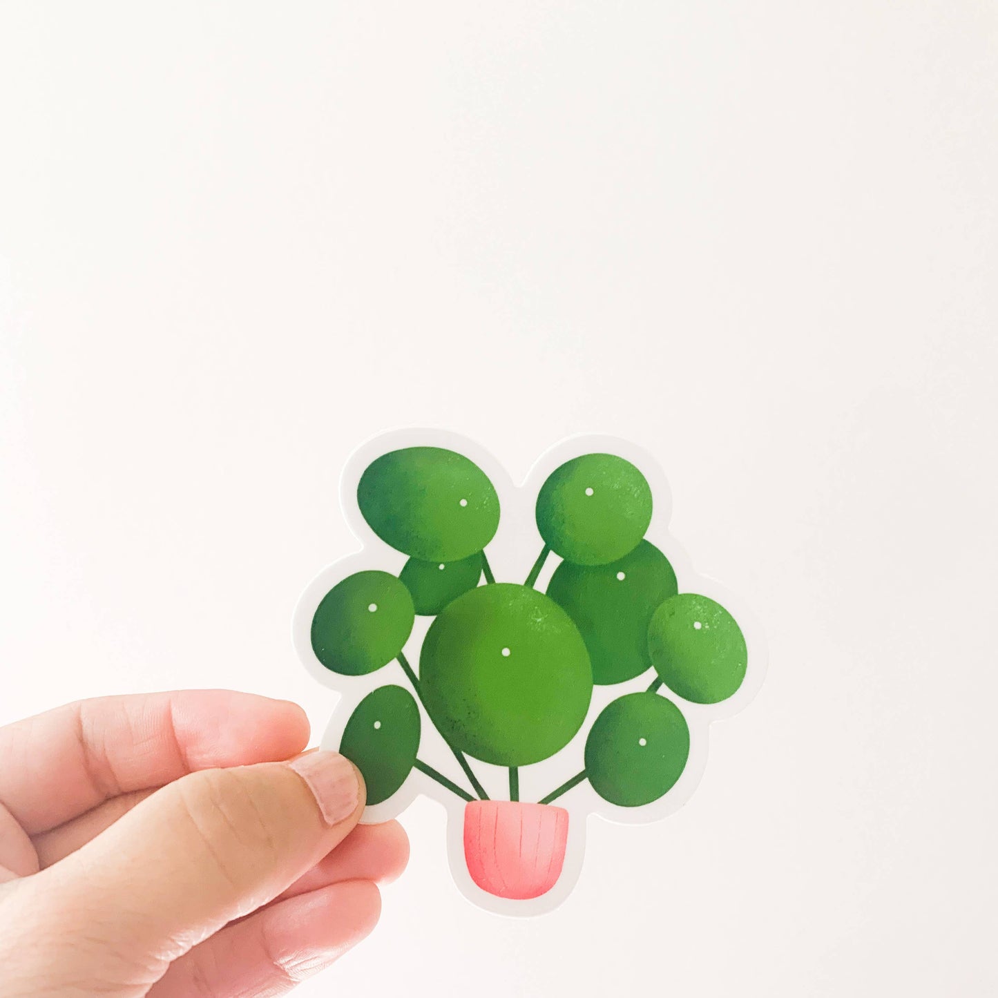 Pilea Peperomioides Plant Sticker