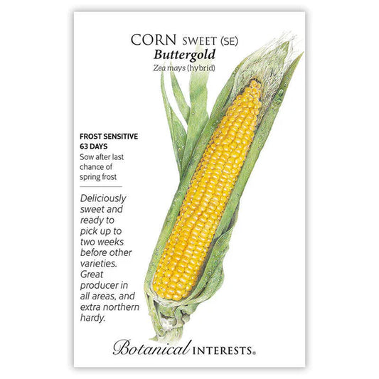 Corn Sweet seeds, "Buttergold"