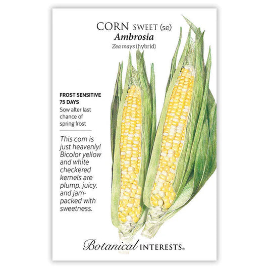 Corn Sweet seeds, "Bicolor Ambrosia Hybrid"