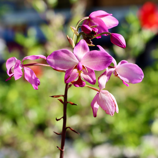 Spathoglottis, "Purple Passion"