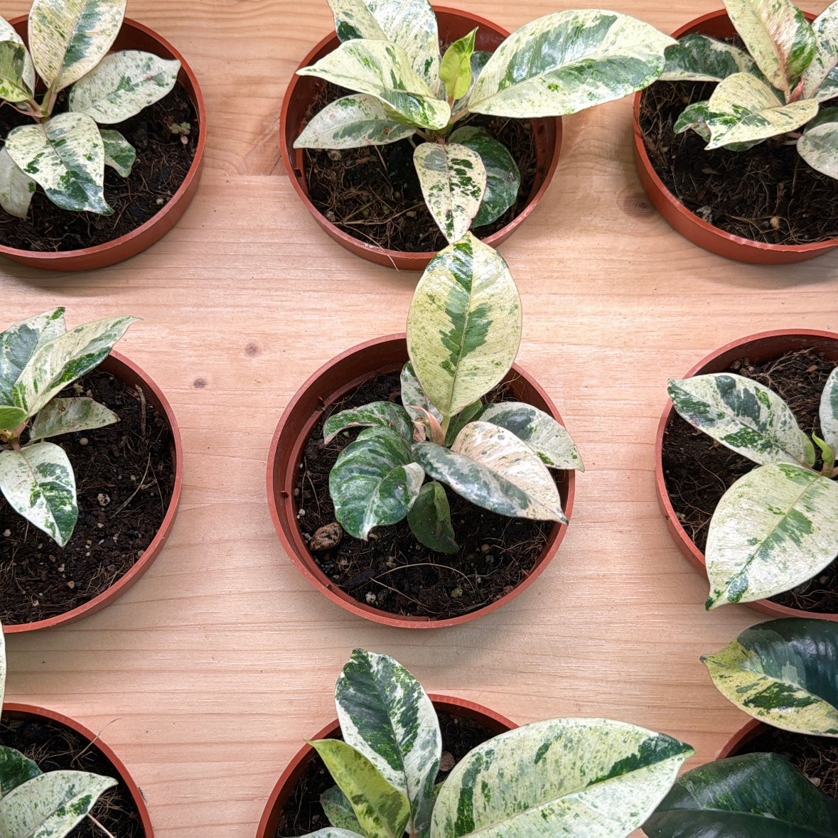 Ficus elastica, "Shivereana"