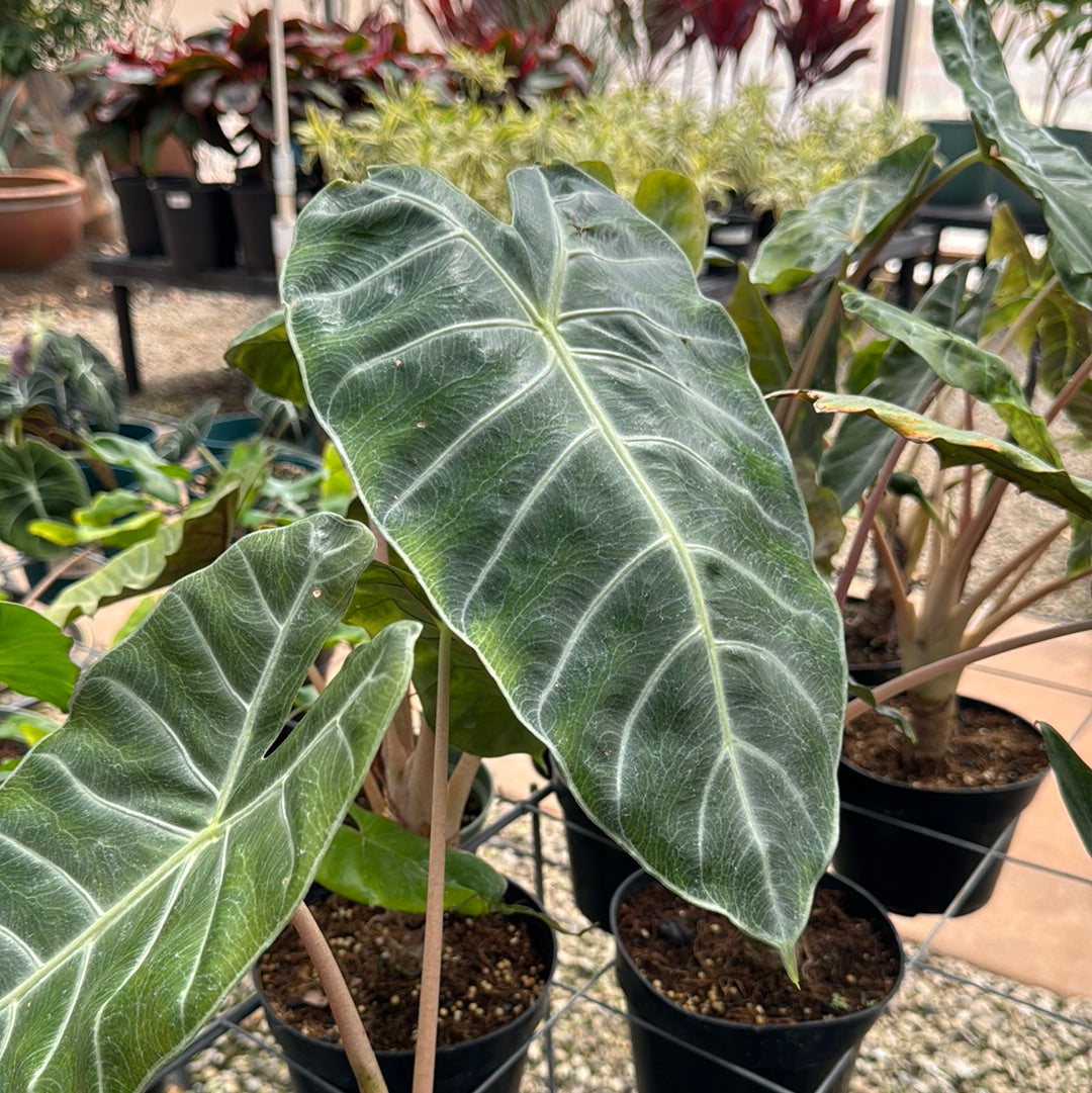 Alocasia, "Ivory Coast"