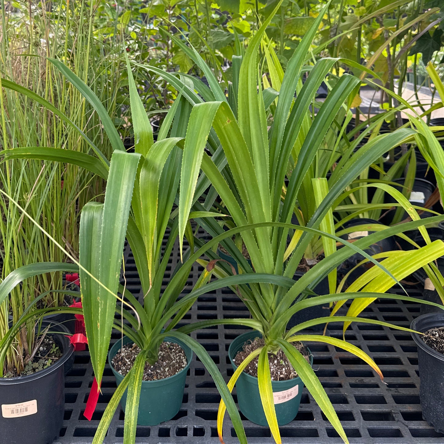 Pandanus tectorius, Hala
