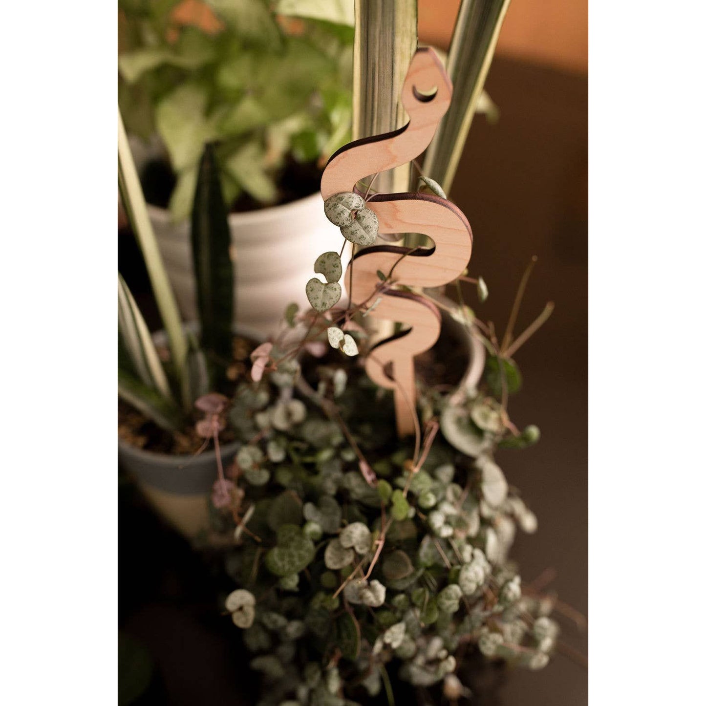 Snake Plant Trellis