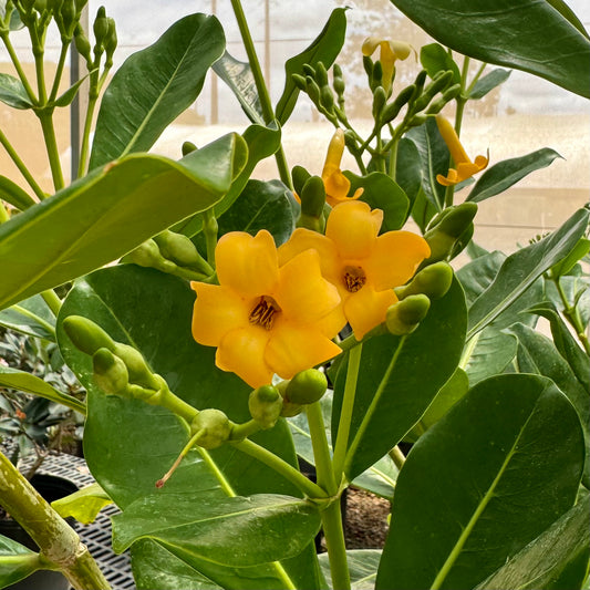 Fagraea berteroana, "Puakenikeni"