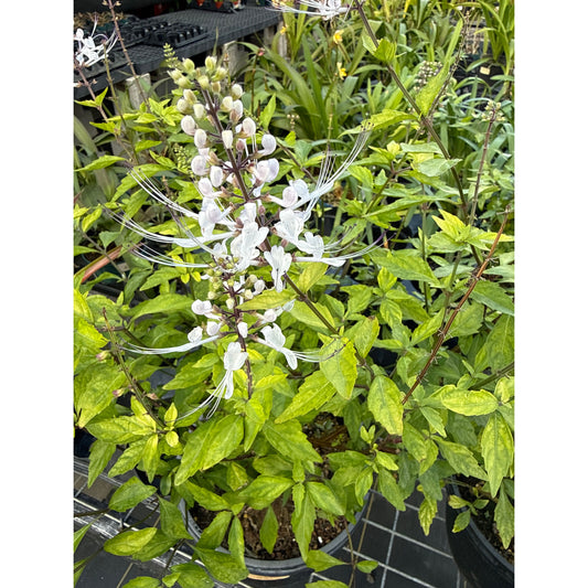 Orthosiphon, "White Cat Whiskers"