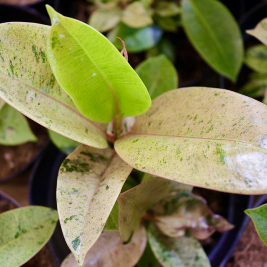 Ficus elastica, "Shivereana"