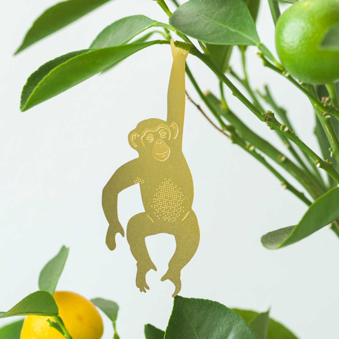 hanging plant animals Plant Animal – Mari's Gardens