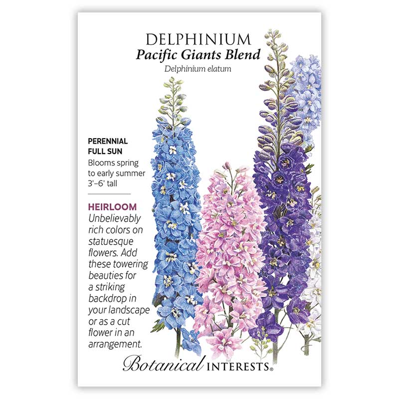 Delphinium seeds 'Pacific Giant Blend'