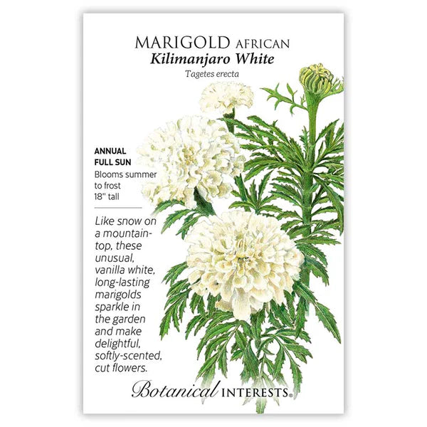 Marigold African seeds, "Kilimanjaro White"