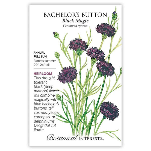 Bachelor Button seeds, "Black Magic"