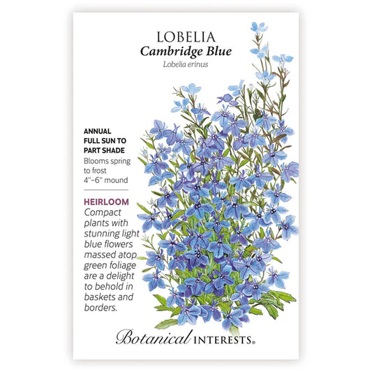 Lobelia Cambridge seeds, "Blue"