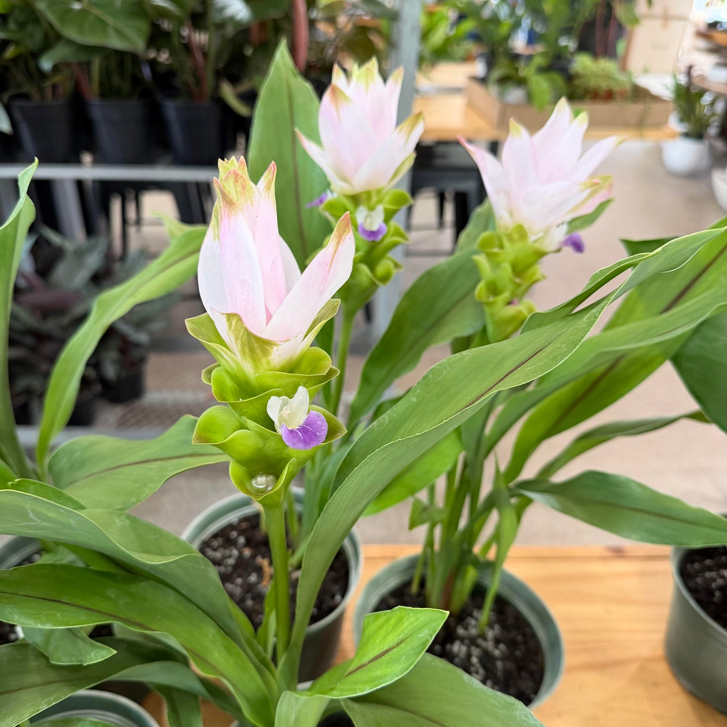 Curcuma '#10 Pink'