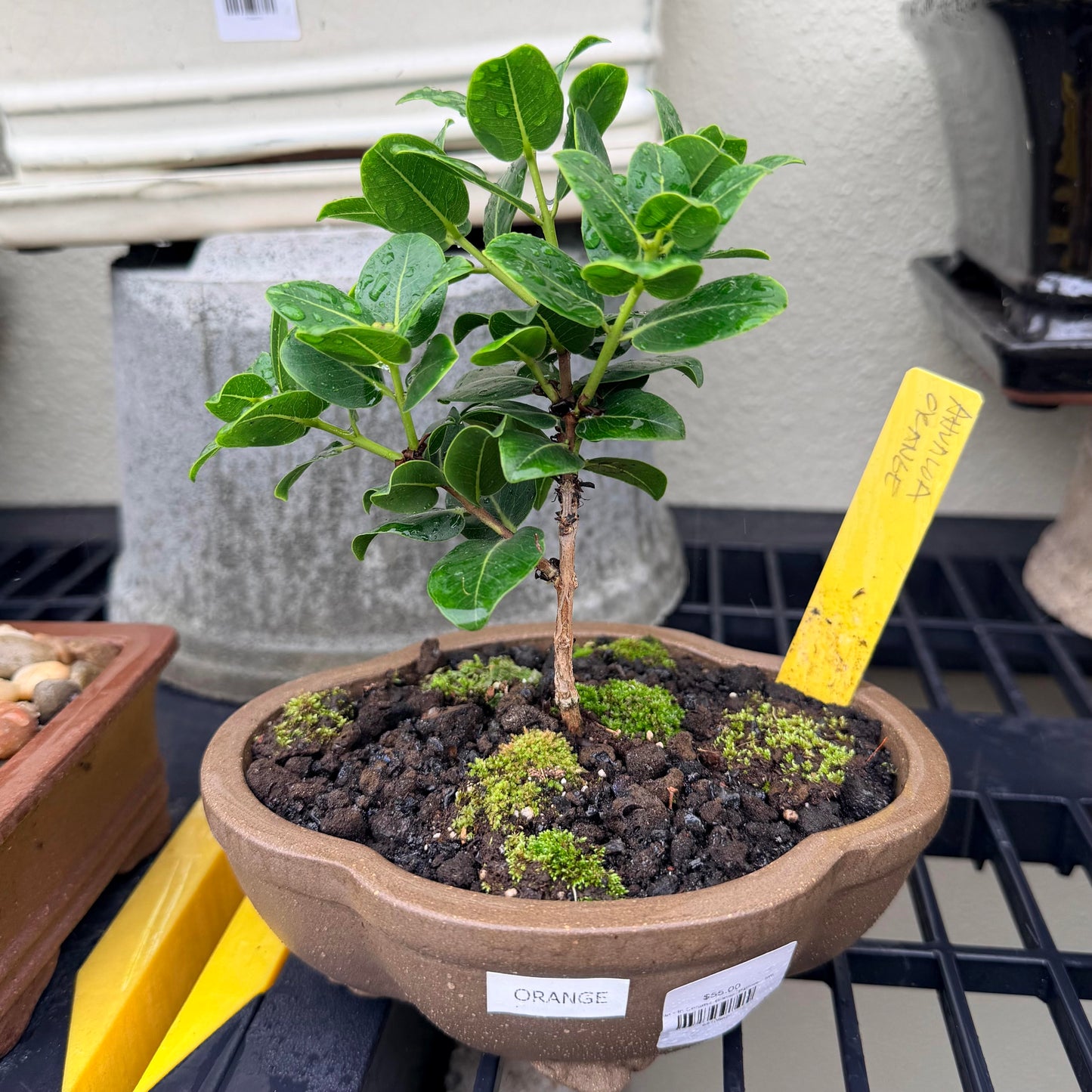 Bonsai - Ohia In Ceramic Bonsai Planter