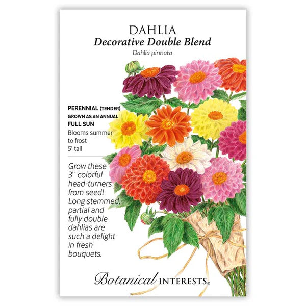 Dahlia seeds, "Decorative Double Blend"