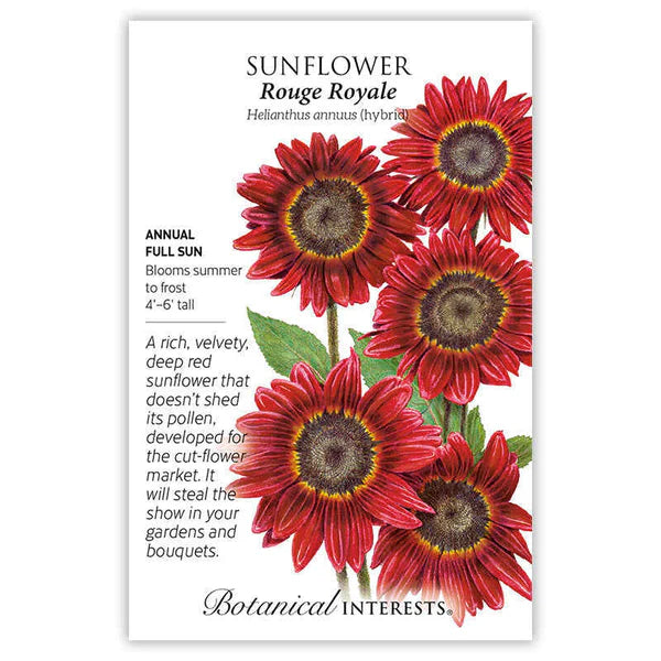 Sunflower seeds, "Rogue Royale"