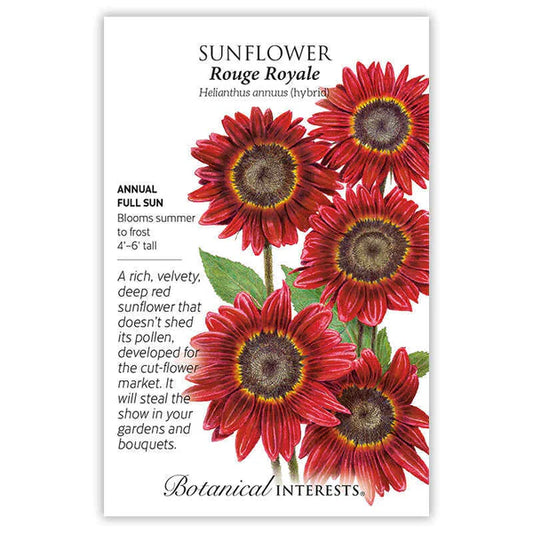 Sunflower seeds, "Rogue Royale"