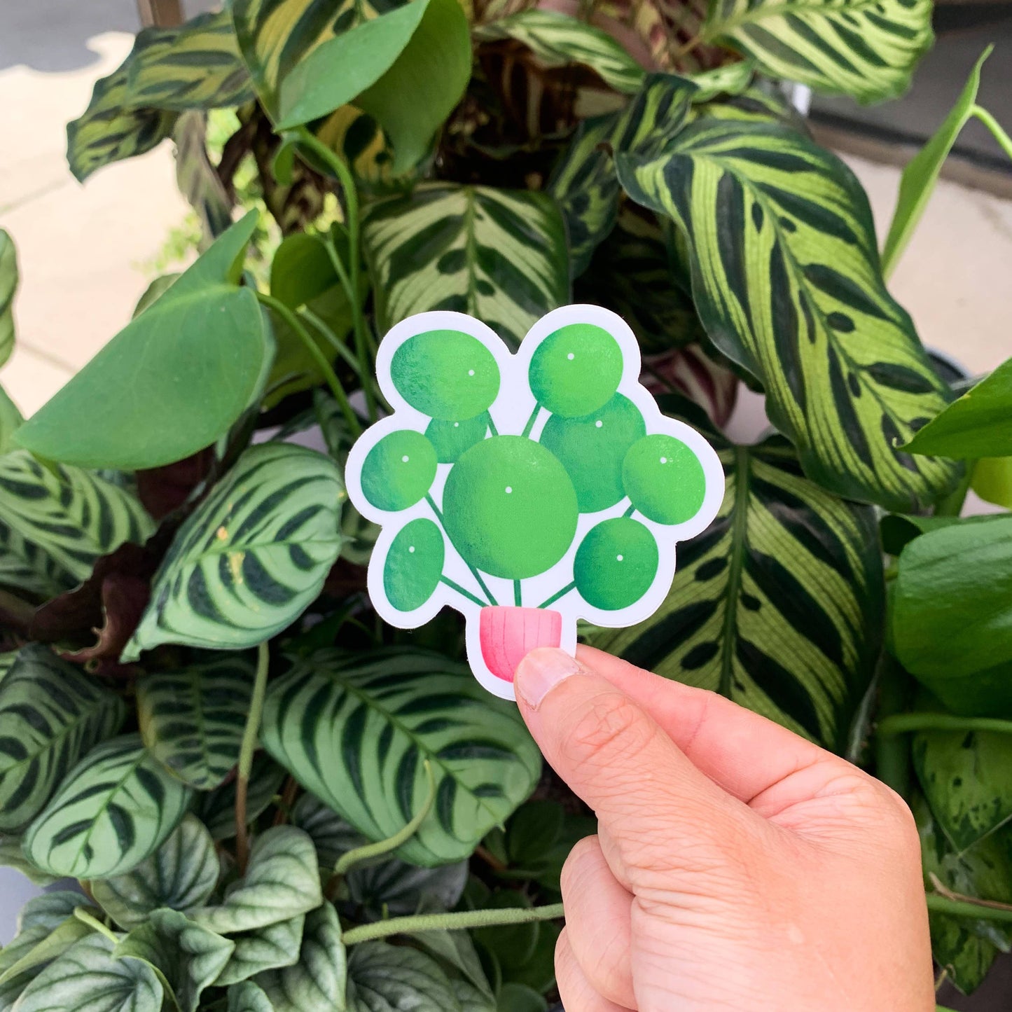 Pilea Peperomioides Plant Sticker