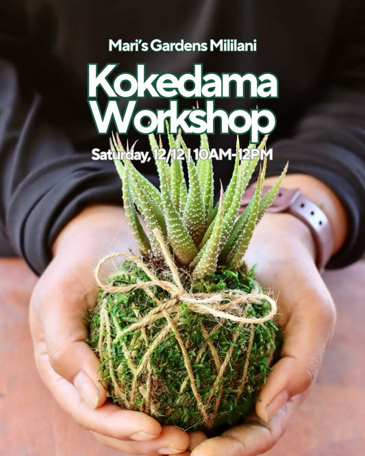 12/12 Kokedama Workshop (Mililani)