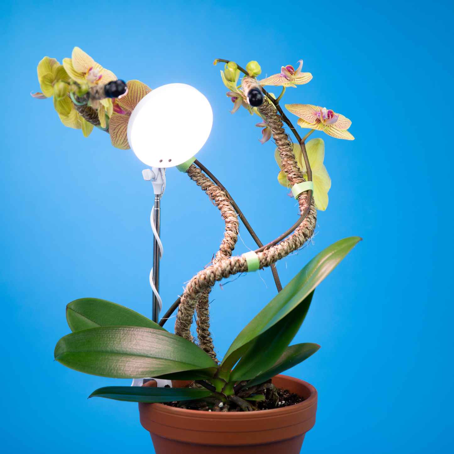 28" Adjustable LED Plant Light Grow Clip Lamp for Houseplant