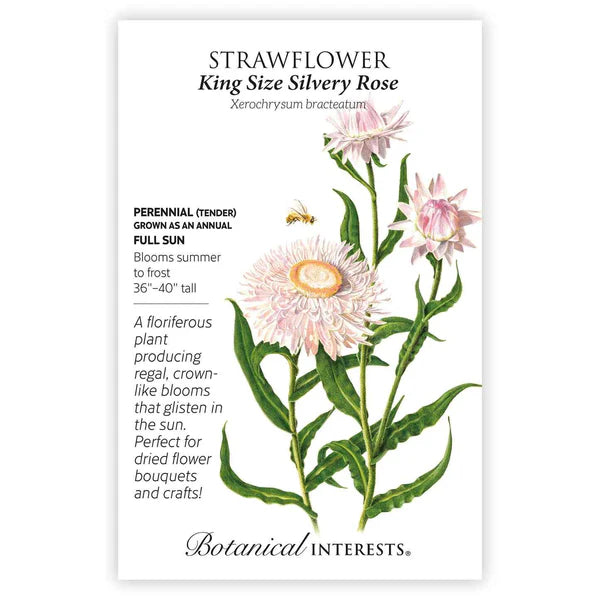 Strawflower seeds, "King Size Silvery Rose"