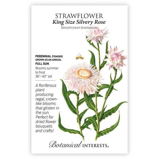 Strawflower seeds, "King Size Silvery Rose"