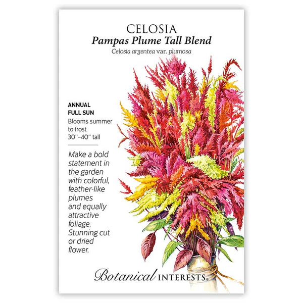 Celosia seeds, "Pampas Plume Bend"