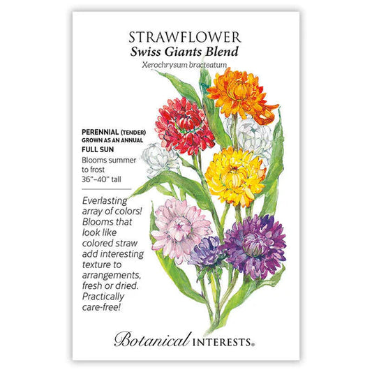 Strawflower seeds, "Swiss Giant Blend"