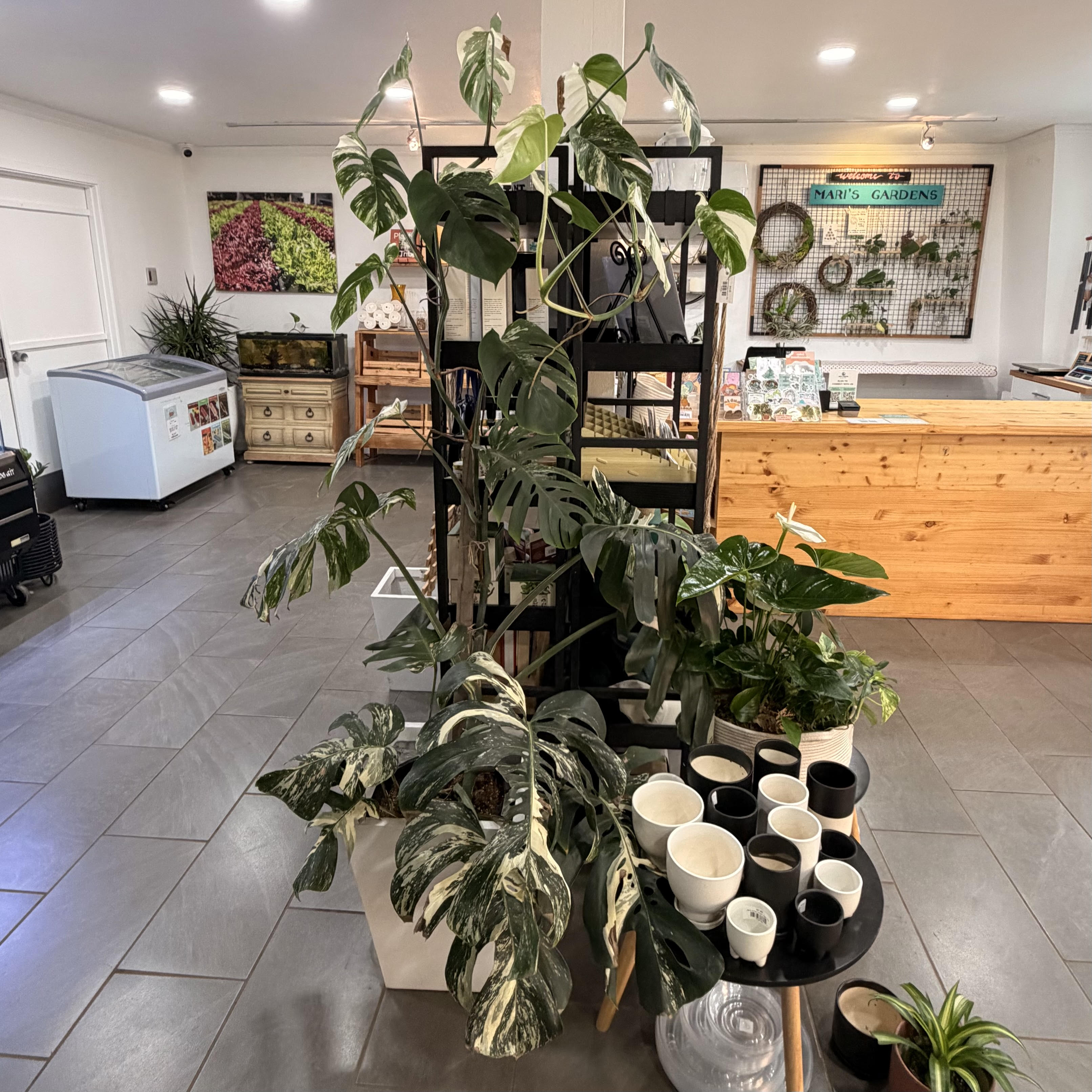Collector Plants – Mari's Gardens