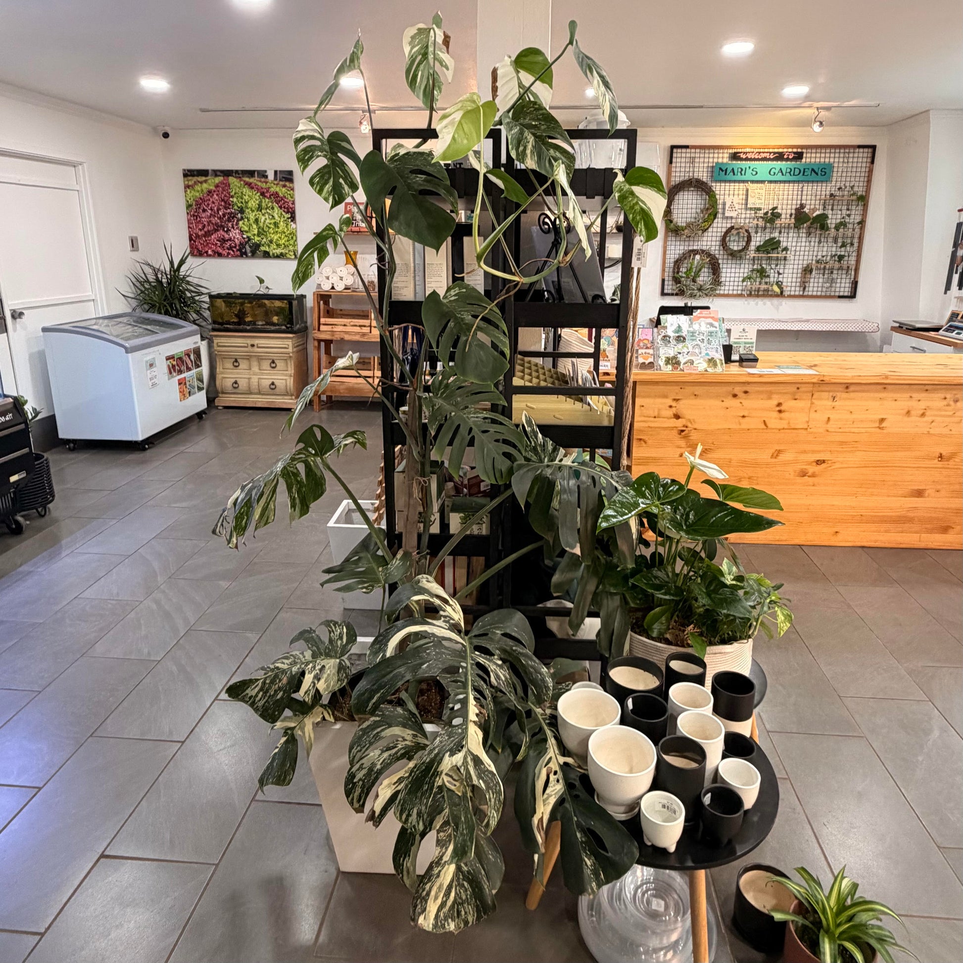 monstera elbow plant Monstera deliciosa 'Albo Borsigiana' – Mari's Gardens