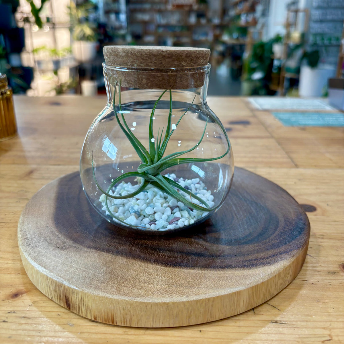 Terrarium — Desktop Plant Jars