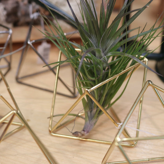 Mini Geometric Air Plant Holder