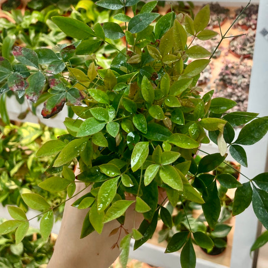 Nandina "Lemon-Lime"