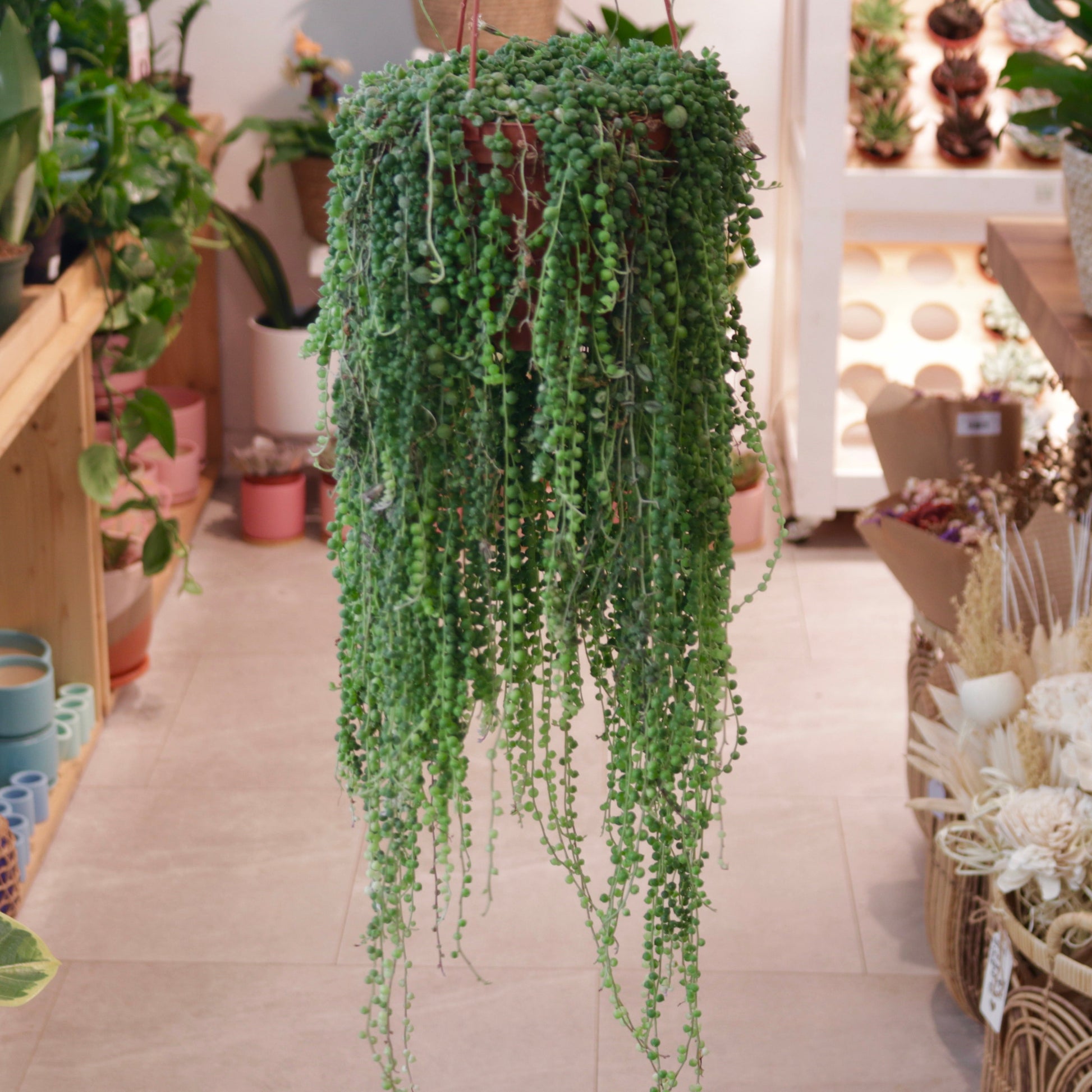 pearl plant indoor String of Pearls – Mari's Gardens