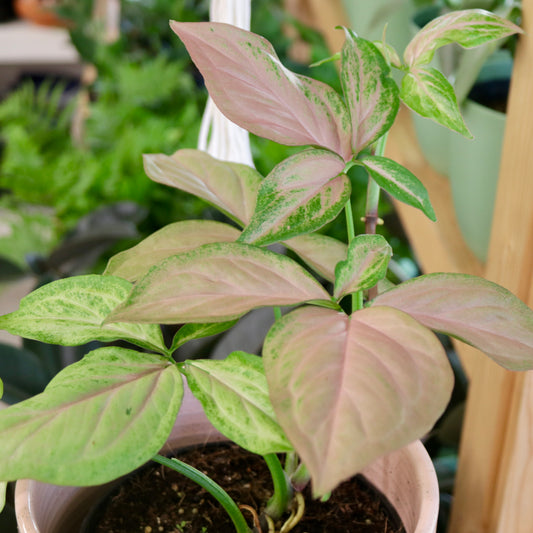 Syngonium, "Red Spot, Tricolor"