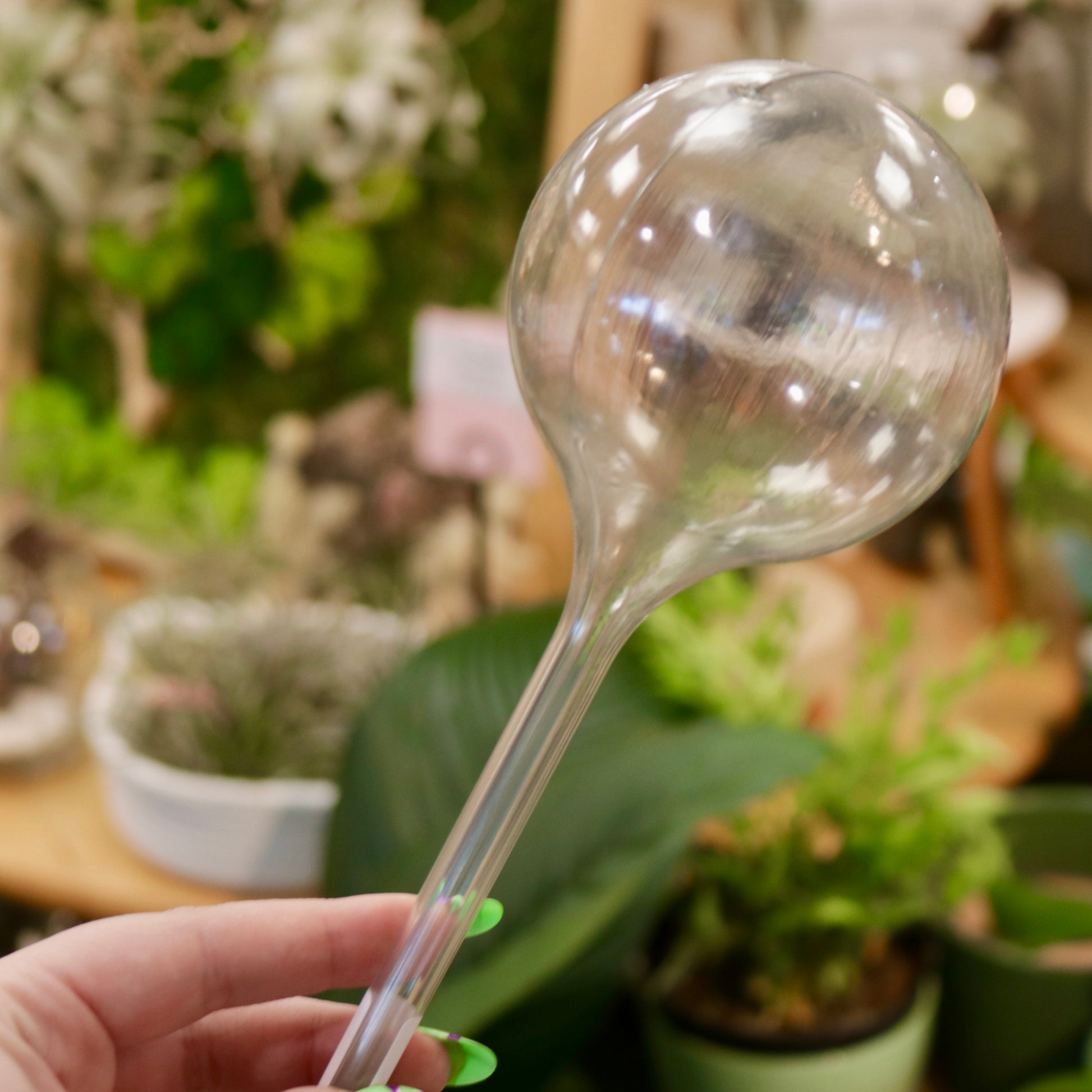 plant watering globe Self Watering