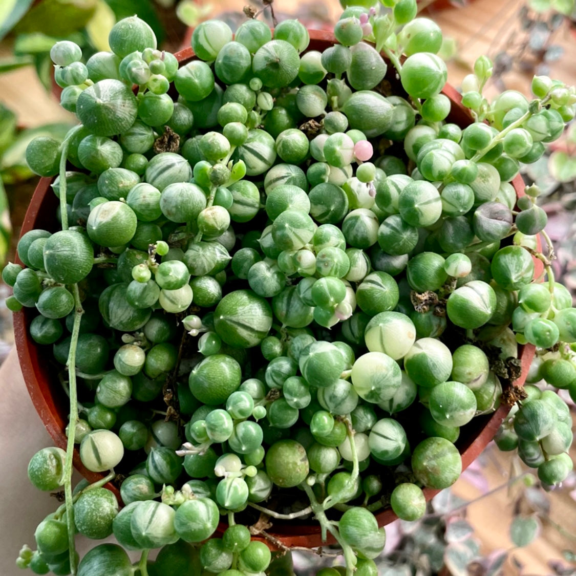 green pearl succulent String of Pearls 4 inch