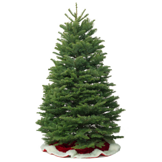 Noble Fir