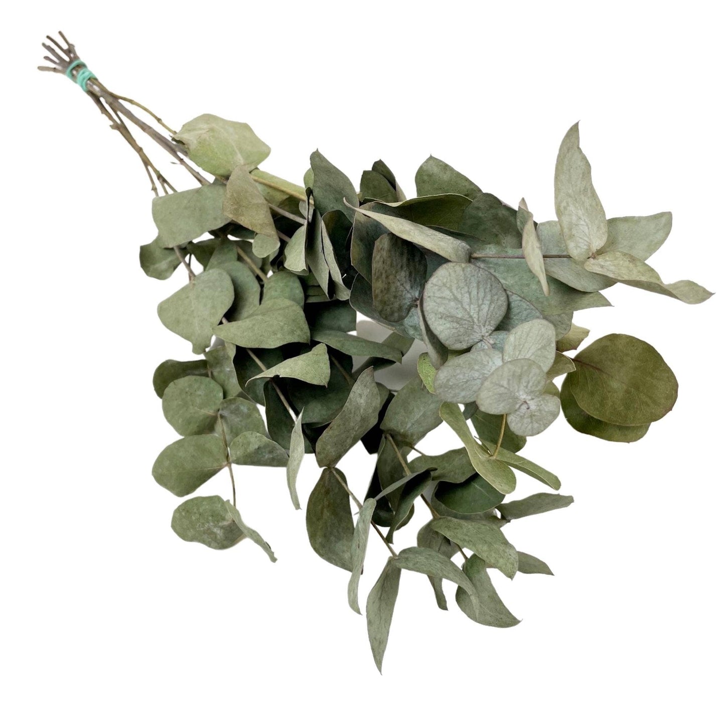 Dried Eucalyptus Cinerea