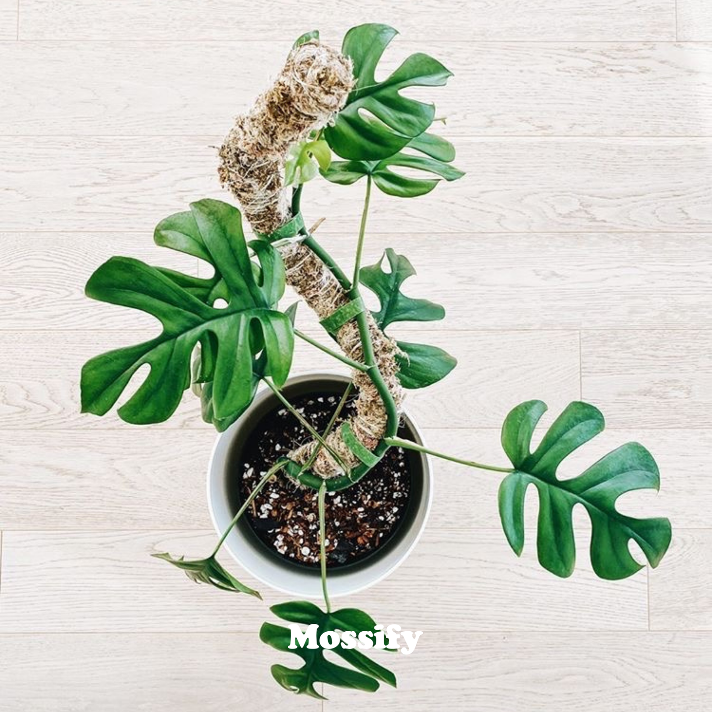 Bendable Moss Pole™ Best Seller Flexible Plant Support