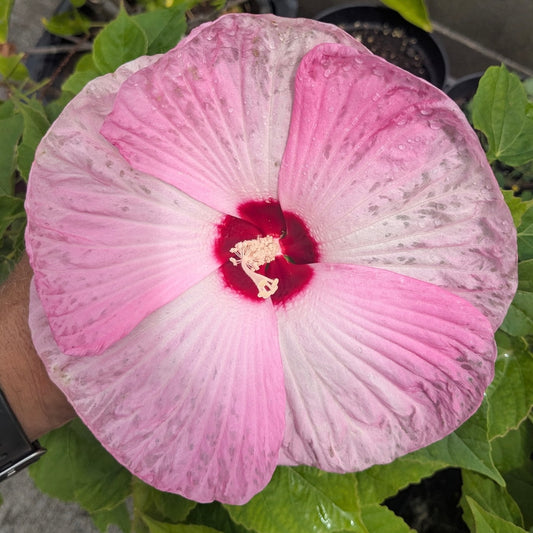 Hibiscus 'Luna Pink Swirl'