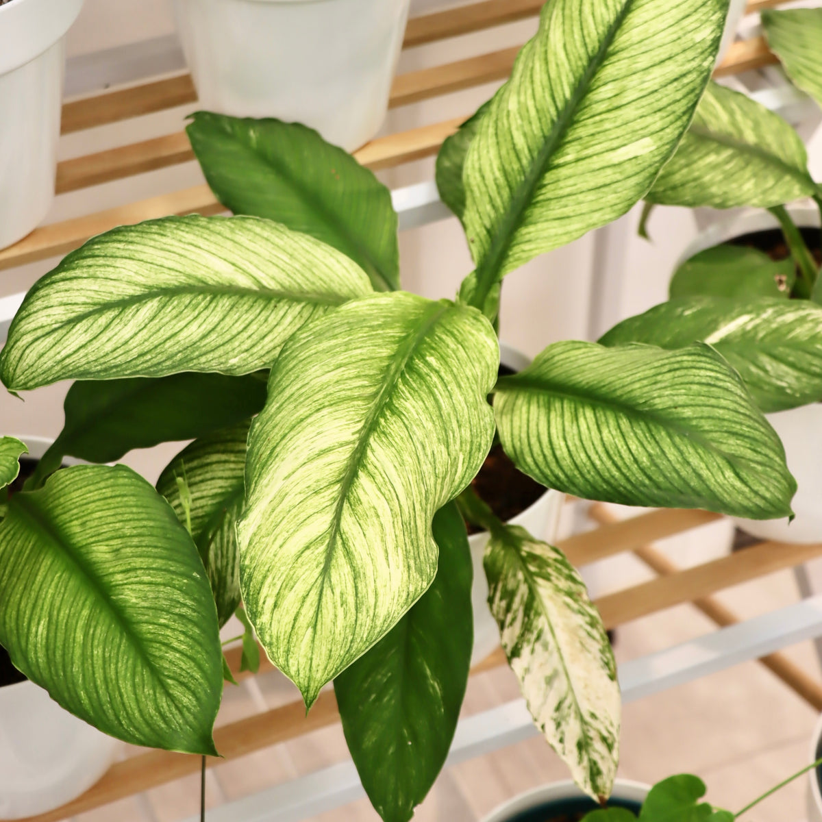 Spathiphyllum 'Sensation Variegata' (Variegated Giant Peace Lily)